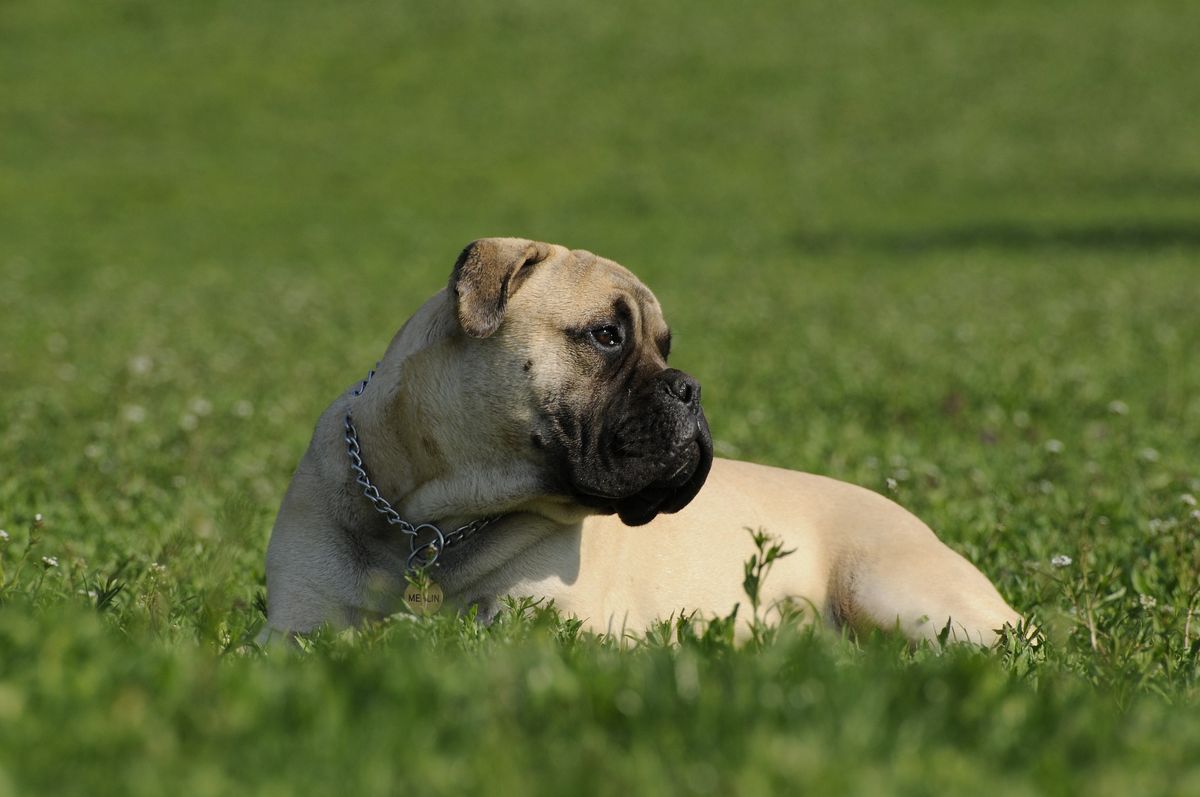 Molosser Hund dogondo.de